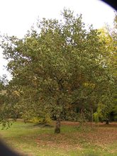 Quercus robur 'Cristata'