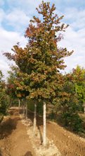 Quercus robur 'Cristata'