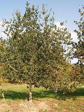 Quercus robur 'Cristata'