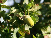 Quercus robur 'Cristata'