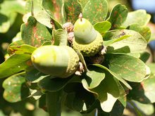 Quercus robur 'Cristata'