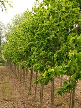 Quercus robur 'Cristata'