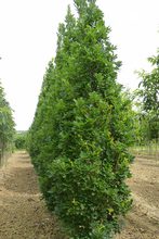 Quercus robur 'Fastigiata Zeeland'