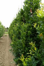 Quercus robur 'Fastigiata Zeeland'