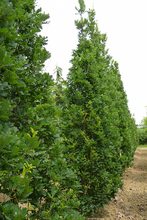 Quercus robur 'Fastigiata Zeeland'