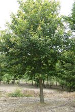 Quercus robur 'Fastigiata Zeeland'