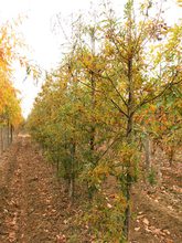 Quercus robur 'Fennessii'