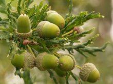 Quercus robur 'Fennessii'