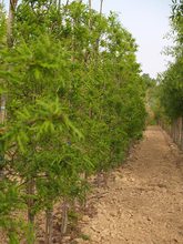 Quercus robur 'Fennessii'