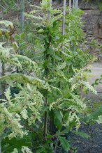 Quercus robur 'Furst Schwarzenberg'