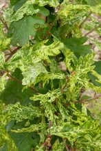 Quercus robur 'Furst Schwarzenberg'