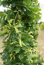 Quercus robur 'Furst Schwarzenberg'