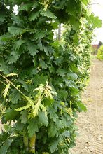 Quercus robur 'Furst Schwarzenberg'