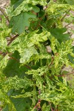 Quercus robur 'Furst Schwarzenberg'