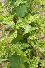 Quercus robur 'Furst Schwarzenberg'