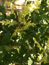 Quercus robur 'Furst Schwarzenberg'