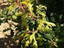 Quercus robur 'Furst Schwarzenberg'