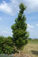 Quercus robur 'Gerhard'