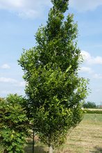 Quercus robur 'Gerhard'