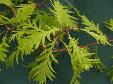 Quercus robur 'Pectinata'