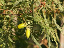 Quercus robur 'Pectinata'