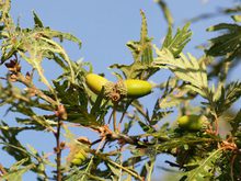 Quercus robur 'Pectinata'