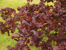 Quercus robur 'Purpurea'