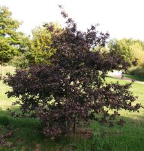 Quercus robur 'Purpurea'