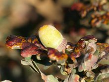 Quercus robur 'Purpurea'