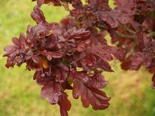 Quercus robur 'Purpurea'