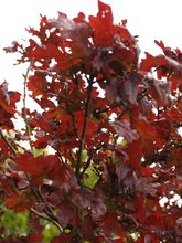 Quercus robur 'Purpurea'
