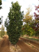 Quercus robur 'Salfast'