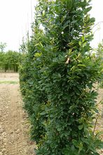 Quercus robur 'Salfast'