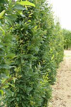 Quercus robur 'Salfast'