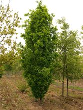 Quercus robur 'Salfast'