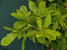 Quercus robur 'Salfast'