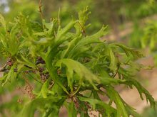 Quercus robur 'Strypemonde'