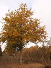 Quercus robur