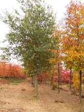 Quercus robur