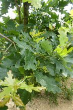 Quercus robur