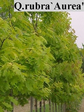 Quercus rubra 'Aurea'