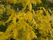 Quercus rubra 'Aurea Sunshine'