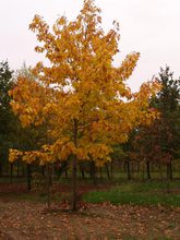 Quercus rubra 'Aurea Sunshine'