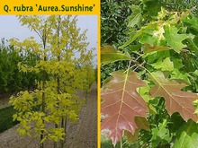 Quercus rubra 'Aurea Sunshine'