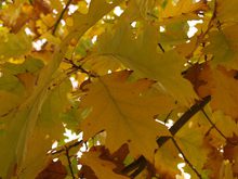 Quercus rubra 'Aurea'