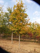 Quercus rubra 'Aurea'