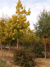 Quercus rubra 'Aurea'