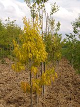 Quercus rubra 'Aurea'