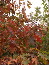 Quercus rubra