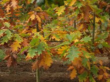 Quercus rubra